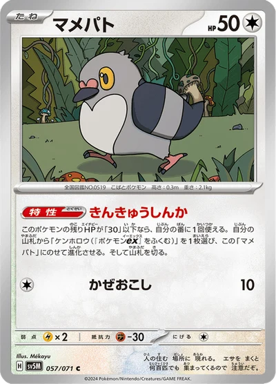 マメパト #57